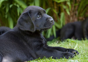 Black Lab Puppy